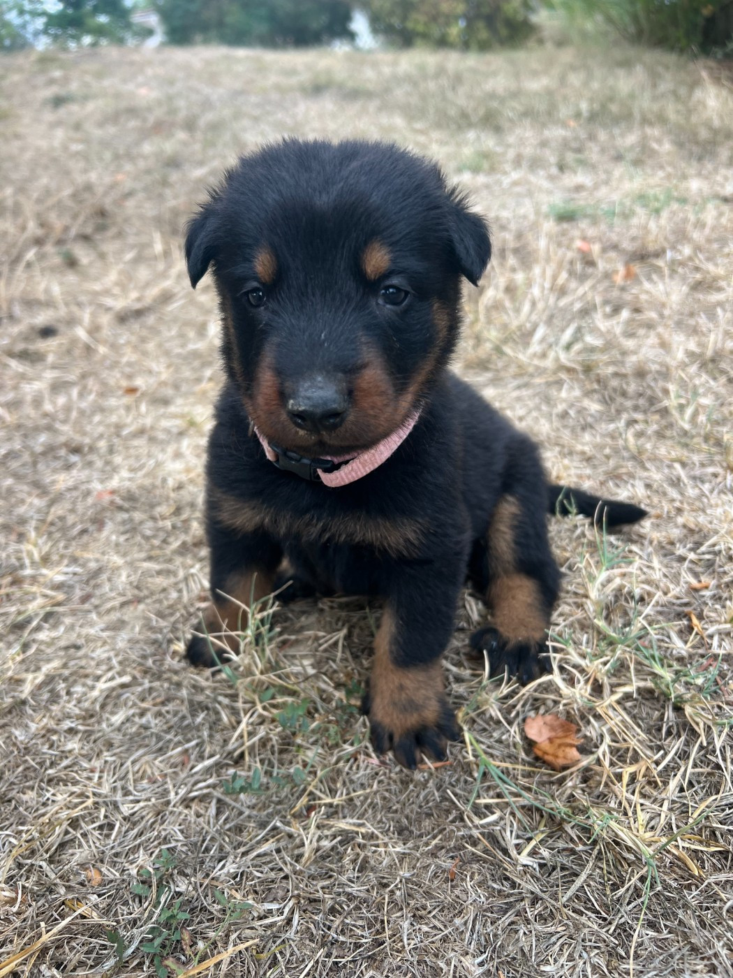 De Cazaux De Bas - Chiots disponibles - Berger de Beauce