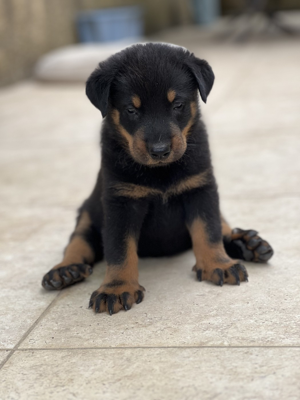 De Cazaux De Bas - Chiots disponibles - Berger de Beauce